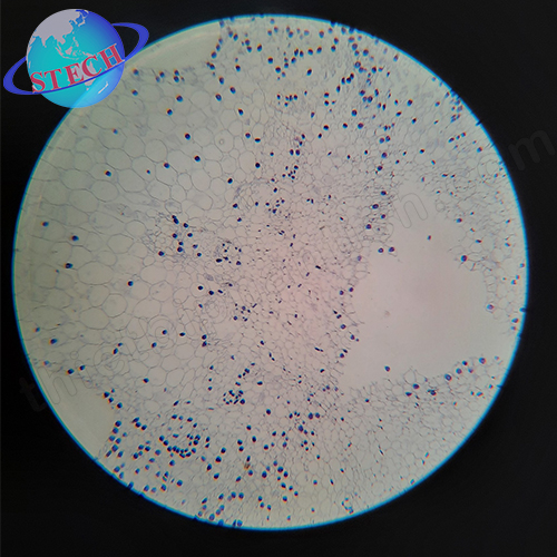 Tiêu bản mẫu cho kính hiển vi